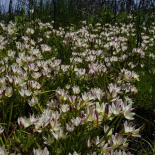 Geissorhiza imbricata